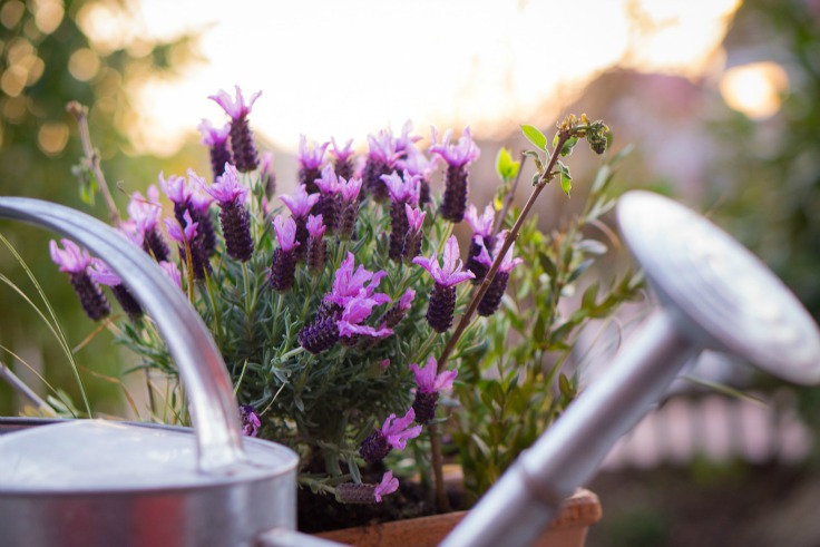 Lavender and a metal watering can