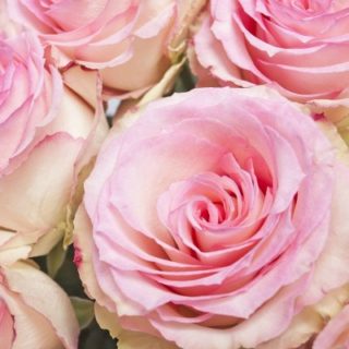 Beginner's guide to rose note perfumes