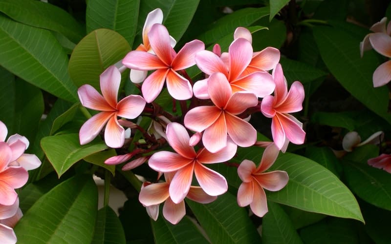 pink plumeria flowers and green leaves