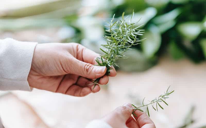 a person holding sprigs of rosemary