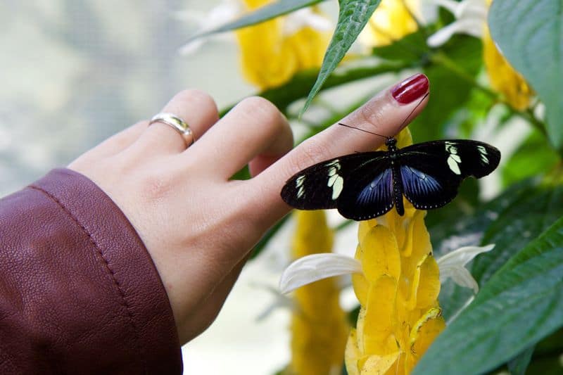woman wearing burgundy nail polish near a yellow flower